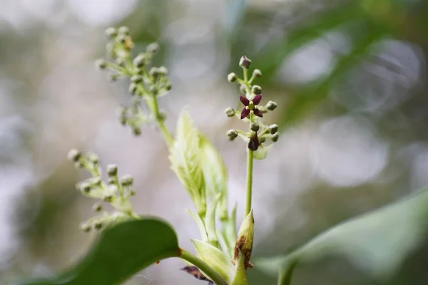 Ocuba Japonica原产于日本 金银花科常绿菊花灌木 开花季节是3月至5月 秋天水果红熟了 — 图库照片