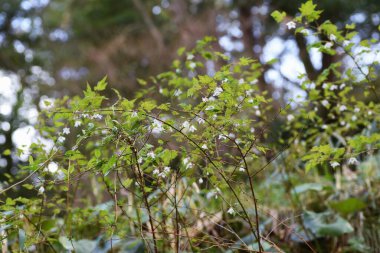  Rubus Palmatus çiçekleri. Rosaceae yaprak döken çalı. Mart 'tan Mayıs' a kadar bembeyaz çiçekler açar ve olgunlaşmış portakal meyveleri haziran ayı civarında tatlı ve lezzetlidir..