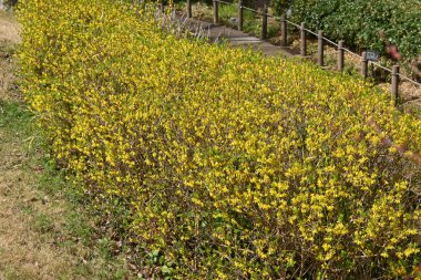 Forsythia (Altın çan) çiçekleri. Oleaceae yaprakları, Çin 'e özgü çiçekli bir ağaç. Mart 'tan Nisan' a kadar çiçek açar.