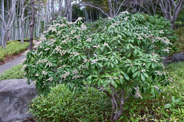 Japonês Andromeda Pieris Japonica Flores Ericaceae Arbusto Sempre Verde Flores — Fotografia de Stock