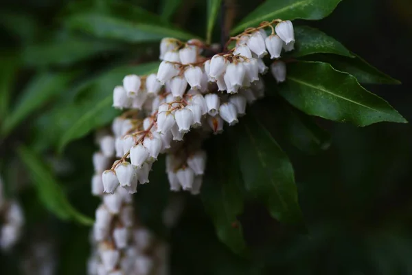 日本仙人掌花 Pieris Japonica 菊科常绿灌木 3月至5月开花 开了许多白色或粉红色的铃状花朵 白羊座和树叶有毒 — 图库照片