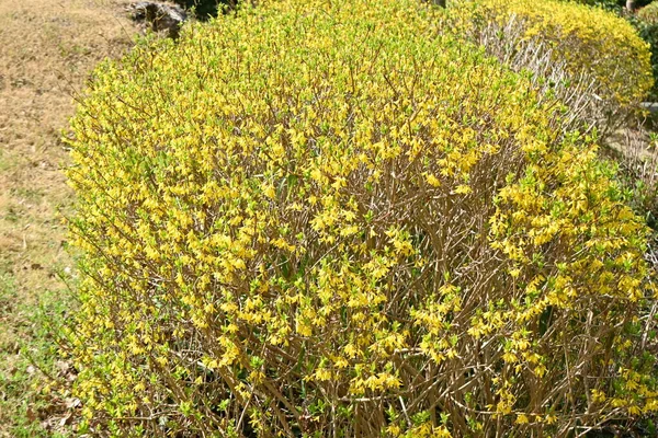 Blüten Der Forsythie Goldene Glocke Oleaceae Sommerblühender Baum Aus China — Stockfoto