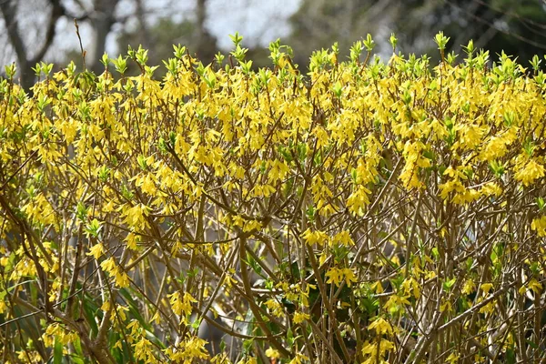 Forsythia Zlatý Zvon Květiny Oleaceae Listnatý Kvetoucí Strom Původem Číny — Stock fotografie