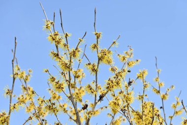 Japon cadı fındığı (Hamalis japponica) çiçekleri. Hamamelidaceae yaprak döken çalı. Şubat 'tan Mart' a kadar, sarı uzatılmış ip şeklindeki çiçekler yapraklardan önce açar..