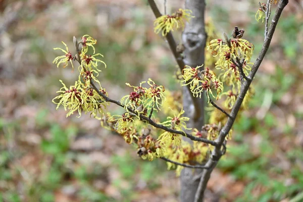 Japansk Trollhassel Hamalis Japponica Blommor Hamamelidaceae Lövbuske Från Februari Till — Stockfoto