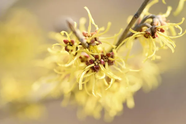 Japonské Čarodějnické Lísky Hamalis Japponica Květiny Hamamelidaceae Listnatý Keř Února — Stock fotografie