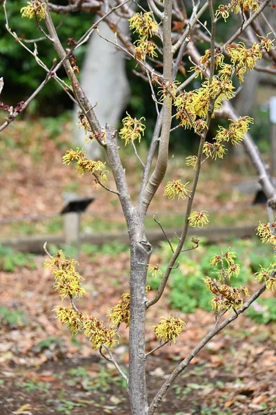 Άνθη Ιαπωνικής Φουντουκιάς Hamalis Japponica Φυλλοβόλος Θάμνος Hamamelidaceae Από Φεβρουάριο — Φωτογραφία Αρχείου