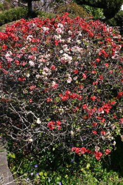Çiçek açan ayva (Chaenomeles speciosa) çiçekleri. Rosaceae yaprak döken çalı. Renkli çiçekler Mart 'tan Nisan' a kadar açar.