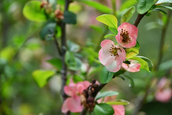 Blommande Kvitten Chaenomeles Speciosa Blommor Rosaceae Lövbuske Färgglada Blommor Blommar — Stockfoto