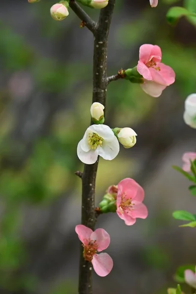 Marmelo Florido Chaenomeles Speciosa Flores Rosaceae Arbusto Decíduo Flores Coloridas — Fotografia de Stock