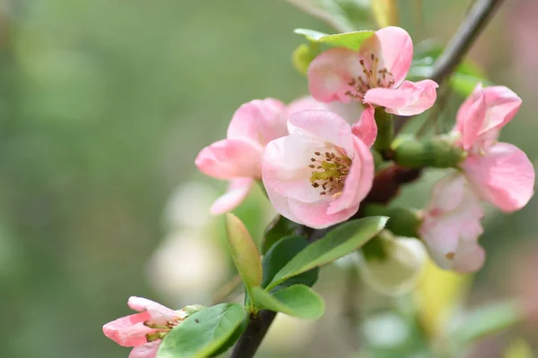 Blommande Kvitten Chaenomeles Speciosa Blommor Rosaceae Lövbuske Färgglada Blommor Blommar — Stockfoto