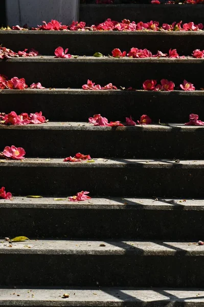 椿の花筏やカーペットの花 四季折々の自然美の背景素材 — ストック写真