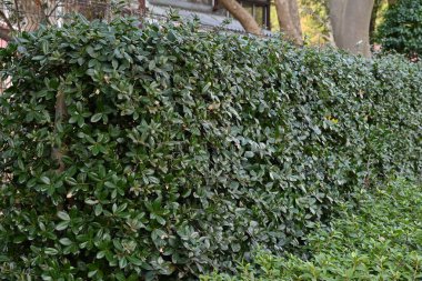 Quercus phillyraeoides (Umame meşesi) çiti. Fagaceae Japonya 'ya özgü yemyeşil bir ağaçtır. Çitler için kullanılır çünkü zararlılara karşı dayanıklıdır ve çok fazla düşmez..