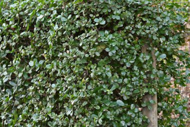 Quercus phillyraeoides (Umame meşesi) çiti. Fagaceae Japonya 'ya özgü yemyeşil bir ağaçtır. Çitler için kullanılır çünkü zararlılara karşı dayanıklıdır ve çok fazla düşmez..