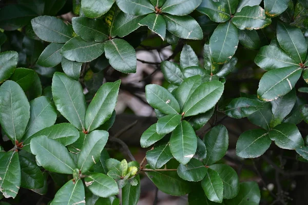 Quercus Phillyraeoides Umame Oak ヘッジ 日本原産の常緑樹です 害虫に耐性があり あまり落ちないため ヘッジに使用されます — ストック写真