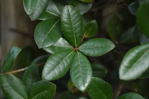 Quercus Phillyraeoides Umame Oak Hedge Fagaceae Evergreen Tree Native Japan — Stock Photo, Image