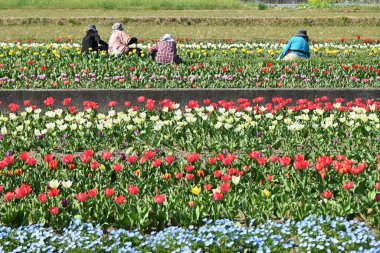 İlkbaharda bakılan bir çiçek tarlası manzarası. Çiftlik işleri için arkaplan materyali.