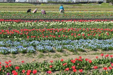İlkbaharda bakılan bir çiçek tarlası manzarası. Çiftlik işleri için arkaplan materyali.