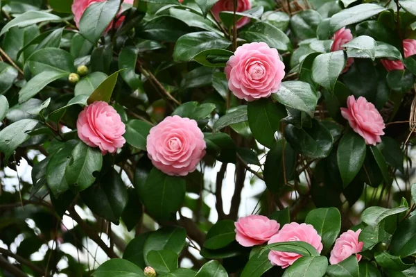 Camellia Japonica Rosa Blüten Theaceae Immergrüner Baum Blütezeit Von Februar — Stockfoto