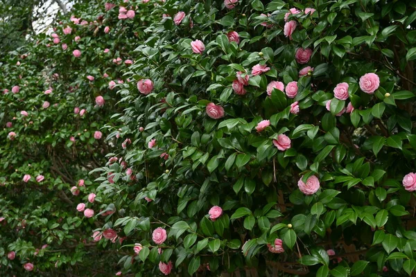 Kamélie Japonica Růžové Květy Věčně Zelený Strom Kvete Února Dubna — Stock fotografie