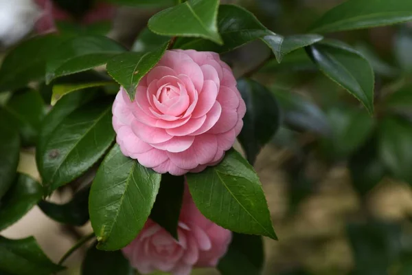 Camellia Japonica Flores Rosa Theaceae Árvore Sempre Verde Flores Fevereiro — Fotografia de Stock