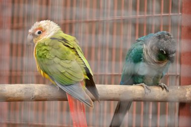 Green-cheeked parakeet ( Pyrrhura molinae ). A Psittacidae bird that inhabits the rainforests of South America. It has green cheeks and scales on its belly. clipart