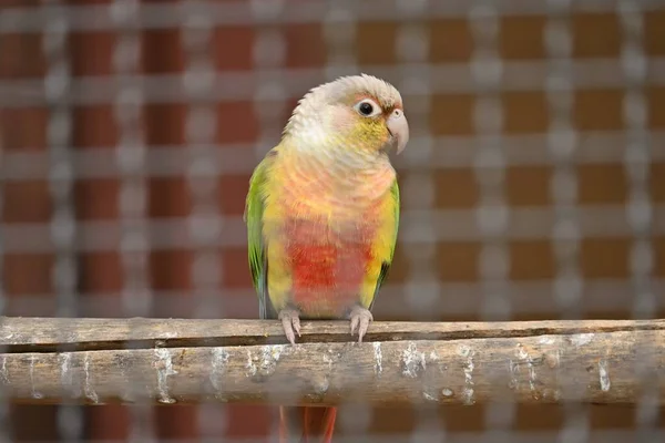 Papoušek Zelenavý Pyrrhura Molinae Psittacidae Pták Který Obývá Deštné Pralesy — Stock fotografie