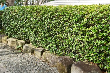 Kaderin Osmanthus (OsmanthusFortunei) çalıları ve yaprakları. Oleaceae Dioecious her zaman yeşil ağaç. Organ nakli ve hava kirliliğine karşı dirençli olduğu için sık sık park ağaçları ve çalılar için kullanılır..