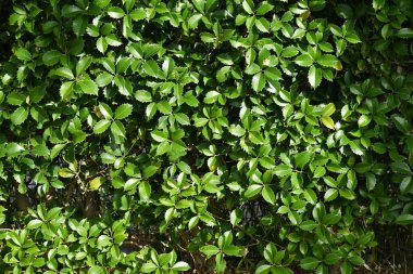 Kaderin Osmanthus (OsmanthusFortunei) çalıları ve yaprakları. Oleaceae Dioecious her zaman yeşil ağaç. Organ nakli ve hava kirliliğine karşı dirençli olduğu için sık sık park ağaçları ve çalılar için kullanılır..