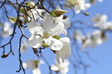 Kobus magnolia blossoms. A representative flowering tree that blooms white flowers in early spring and heralds the arrival of spring. The buds are dried and used as a herbal medicine. clipart