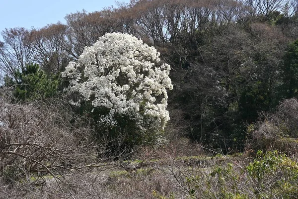 Άνθη Κομπολογιού Μανόλια Ένα Αντιπροσωπευτικό Ανθοφόρο Δέντρο Που Ανθίζει Λευκά — Φωτογραφία Αρχείου