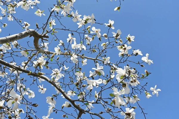 Άνθη Κομπολογιού Μανόλια Ένα Αντιπροσωπευτικό Ανθοφόρο Δέντρο Που Ανθίζει Λευκά — Φωτογραφία Αρχείου