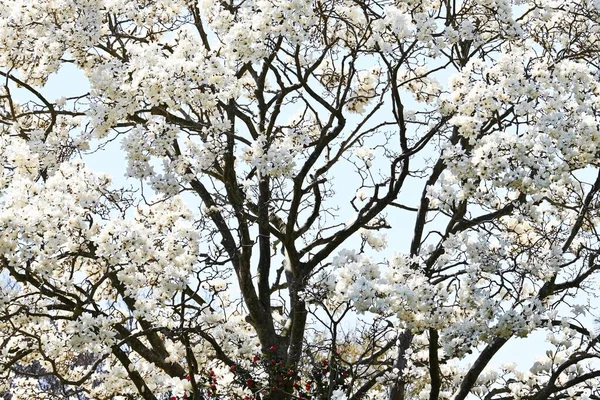 Kobus Magnolia Fleurit Arbre Fleurs Représentatif Qui Fleurit Fleurs Blanches — Photo