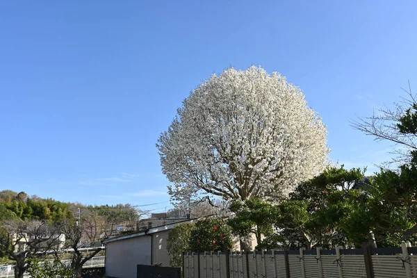 Kobus Magnolia Kvete Reprezentativní Kvetoucí Strom Který Kvete Jaře Ohlašuje — Stock fotografie