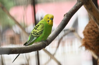 Budgerigarlar (yaygın evcil hayvan muhabbet kuşları). Avustralya 'ya özgü evcil kuşlar..