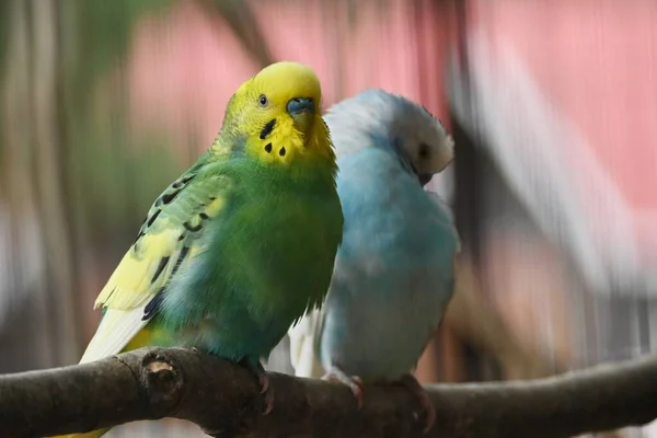 Budgerigars Общие Домашние Попугаи Птицы Домашние Животные Австралии — стоковое фото