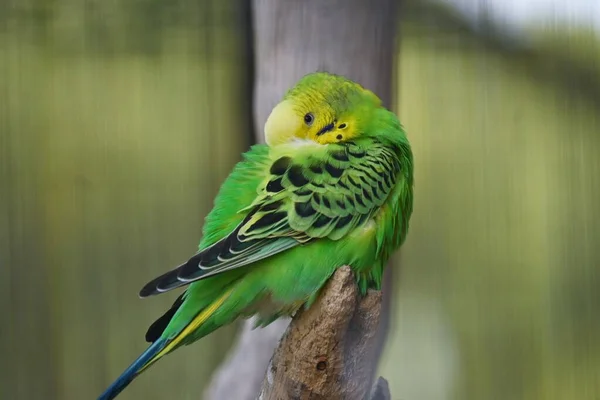Budgerigars Periquitos Estimação Comuns Aves Estimação Nativas Austrália — Fotografia de Stock