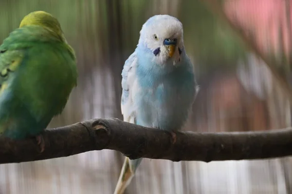 Budgerigars Obyčejní Papoušci Domácí Ptáci Původem Austrálie — Stock fotografie