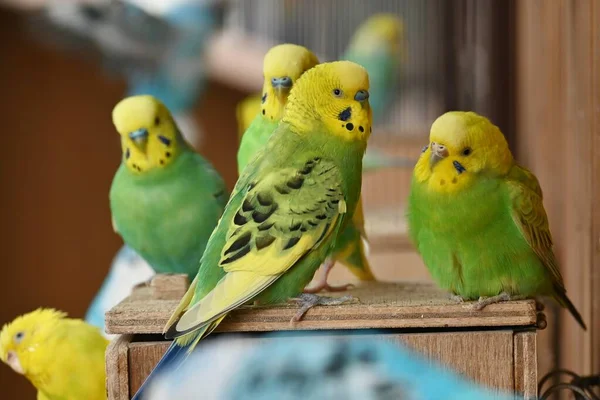 Budgerigars Общие Домашние Попугаи Птицы Домашние Животные Австралии — стоковое фото