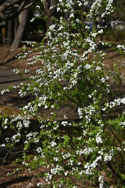 Thunbergii Eadowsweet Spiraea Thunbergii Άνθη Φυλλοβόλος Θάμνος Rosaceae Από Μάρτιο — Φωτογραφία Αρχείου
