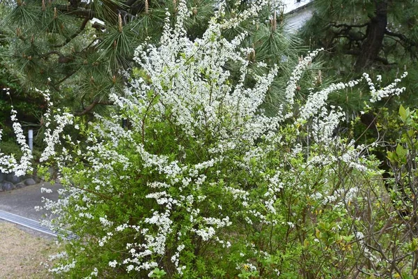 Thunbergii Eadowsweet Spiraea Thunbergii バラ科の落葉低木 3月から5月に 枝全体に花弁が5枚の小さな白い花を付けます — ストック写真