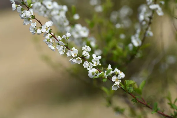 Thunbergii Eadowsweet Spiraea Thunbergii Flores Rosaceae Arbusto Decíduo Março Maio — Fotografia de Stock