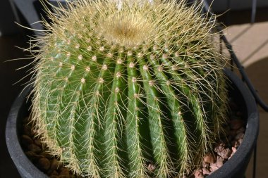 Küresel kaktüs. Kaktaceae sulu bitkiler. Amerika 'nın dağlık ve çöllerine özgüdür..