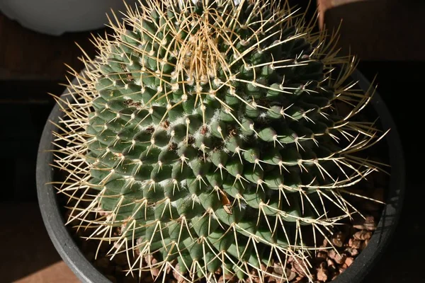 Cactus Esférico Cactaceae Plantas Suculentas Originaria Las Tierras Altas Desiertos — Foto de Stock