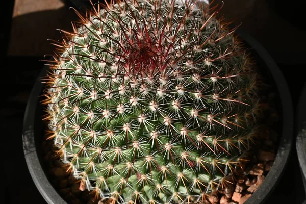 stock image The spherical cactus. Cactaceae succulent plants. It is native to the highlands and deserts of the Americas.