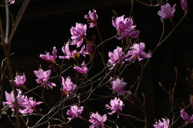 Rododendron dilatatum çiçekleri. Japonya 'da buna' Mitsuba tsutsuji 'denir. Ericaceae yaprak döken çalı. Pembe çiçekler Mart 'tan Mayıs' a kadar açar.