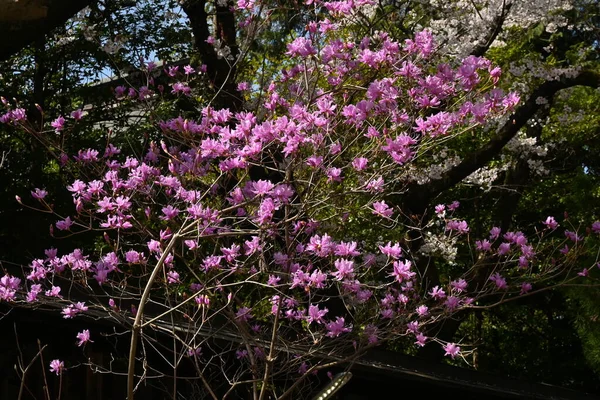 Rhododendron Dilatum Květiny Japonsku Jmenuje Mitsuba Tsutsuji Ericaceae Listnatý Keř — Stock fotografie