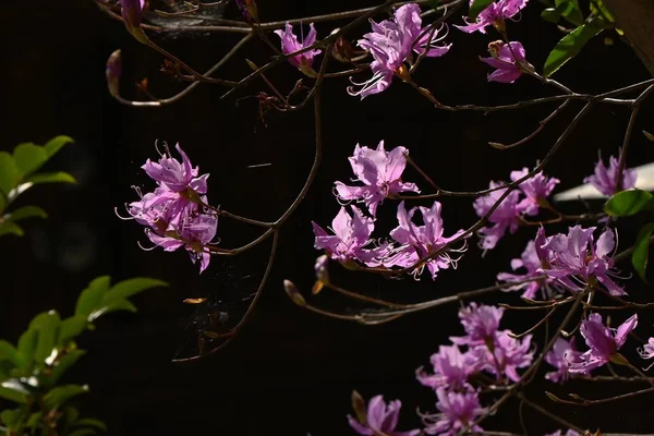 ツツジの花が咲きます 日本では 三菱辻 と呼ばれる エリカリア落葉低木 3月5月に葉の前にピンク色の花を咲かせます — ストック写真
