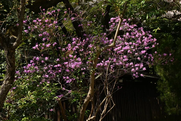 Flores Rhododendron Dilatatum Japão Chama Mitsuba Tsutsuji Ericaceae Arbusto Decíduo — Fotografia de Stock