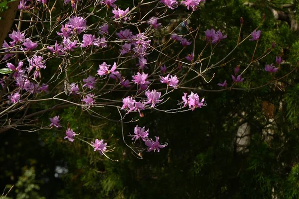 ツツジの花が咲きます 日本では 三菱辻 と呼ばれる エリカリア落葉低木 3月5月に葉の前にピンク色の花を咲かせます — ストック写真